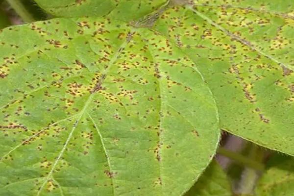 大豆霜霉病，主要危害大豆的幼苗、叶片、种子