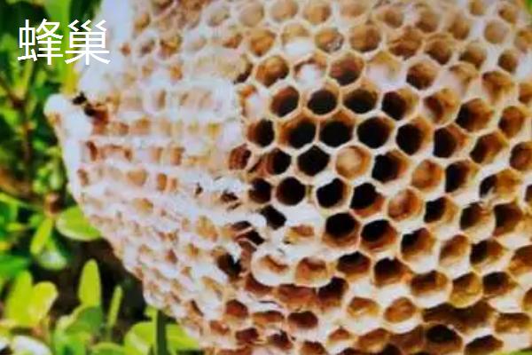 蜂胶在蜂巢的什么位置，在蜂巢中几乎是随处可见