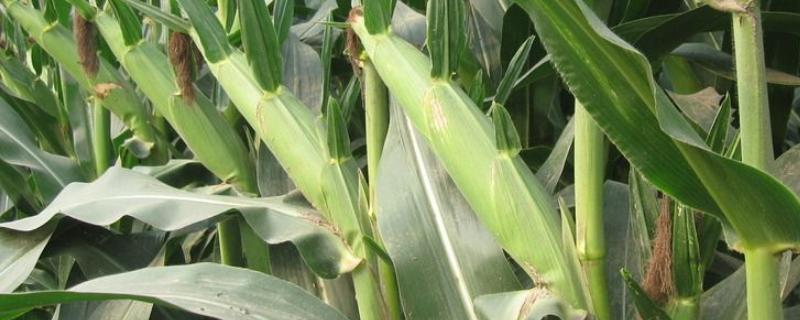 润嘉918玉米种子特征特性，适宜播期6月5日～25日