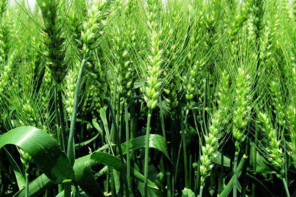 旺丰6号小麦品种的特性，该品种属冬性品种