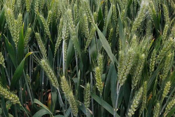 冀资麦16号小麦种子介绍，该品种属半冬性品种