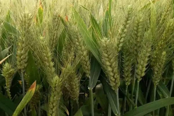 冀资麦16号小麦种子介绍，该品种属半冬性品种