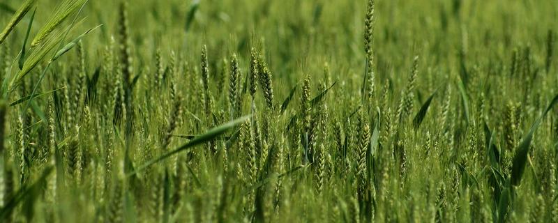 旺丰6号小麦品种的特性，该品种属冬性品种