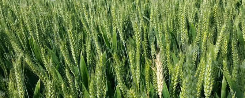 陇春30号小麦种子特征特性，每亩适宜基本苗50～60万