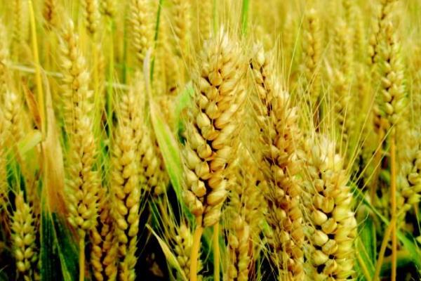 农大978小麦种简介，每亩适宜基本苗18～20万