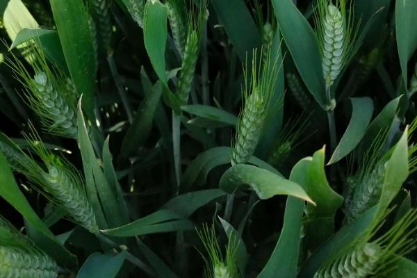 唐科299小麦种简介，适宜播期为10月5日～20日