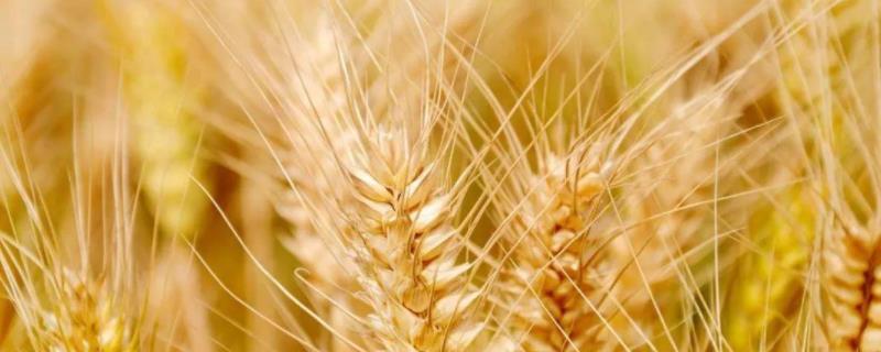 邯麦22小麦种子特征特性，该品种属半冬性品种