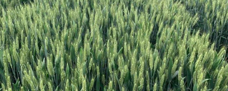 冀中麦2106小麦品种简介，足墒播种