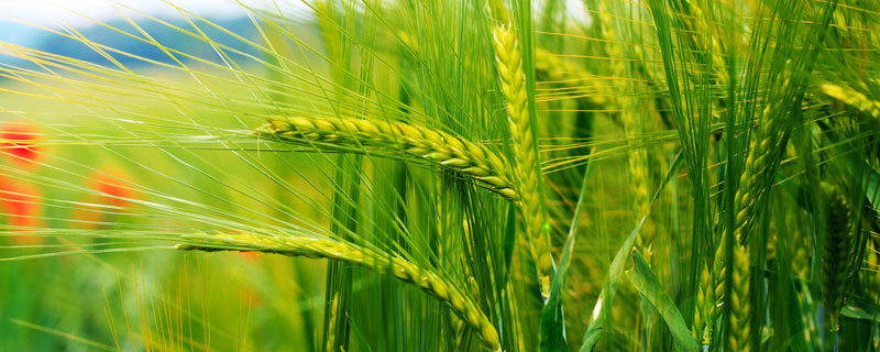 唐科299小麦种简介，适宜播期为10月5日～20日