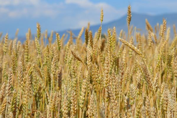 冀麦329小麦品种的特性，该品种属半冬性节水品种