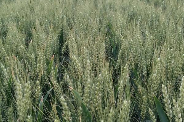 宁麦资199小麦种子介绍，推迟播种或中低产田适当增加