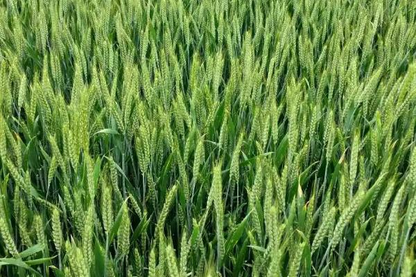 源麦6小麦品种简介，适宜播期为10月5日～20日