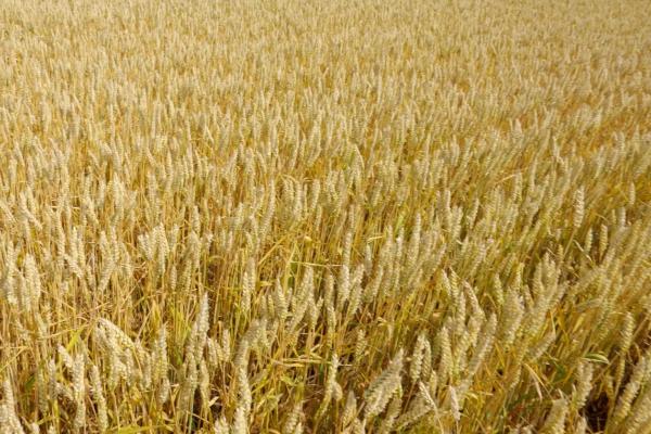 农大978小麦种简介，每亩适宜基本苗18～20万
