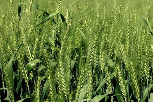 邢麦43小麦品种的特性，平均生育期230天