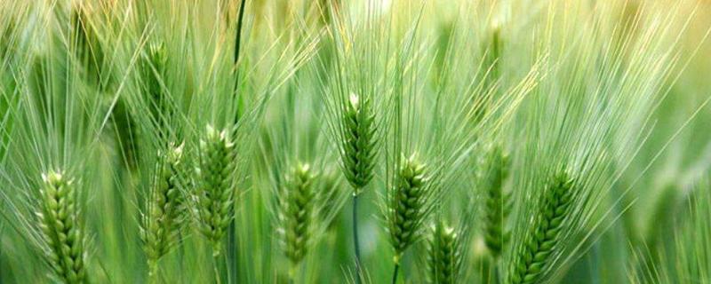 宁紫麦160小麦品种简介，自然发病鉴定中抗赤霉病