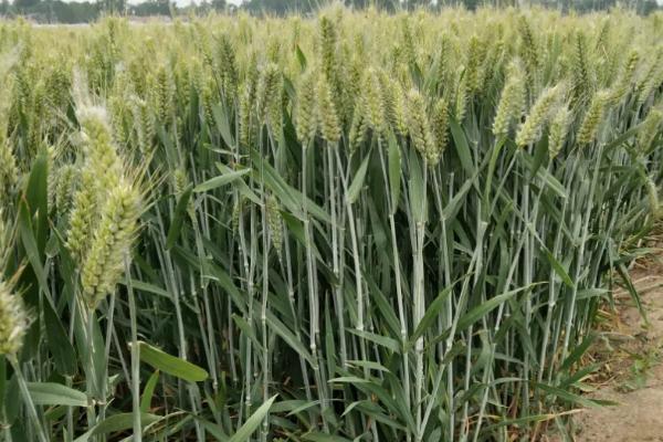 中麦8729小麦种子特点，每亩适宜基本苗20～22万