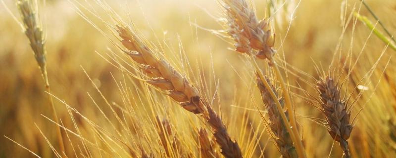 冀麦329小麦品种的特性，该品种属半冬性节水品种