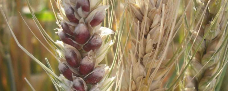 徐麦135小麦品种的特性，半冬性小麦品种