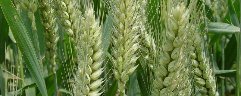豪麦211小麦种子特征特性，该品种属半冬性品种
