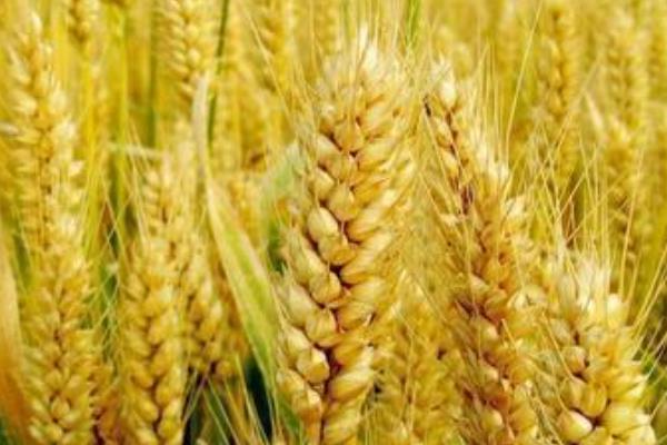河农9303小麦种子介绍，春季防治阔叶型杂草