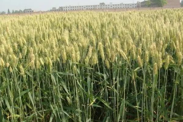 河农8359小麦种子特点，及时科学防治