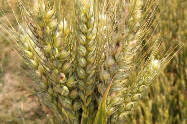 连麦13小麦种子简介，基本苗适期播种每亩16万左右
