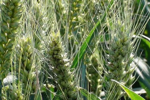 宁紫麦160小麦品种简介，自然发病鉴定中抗赤霉病