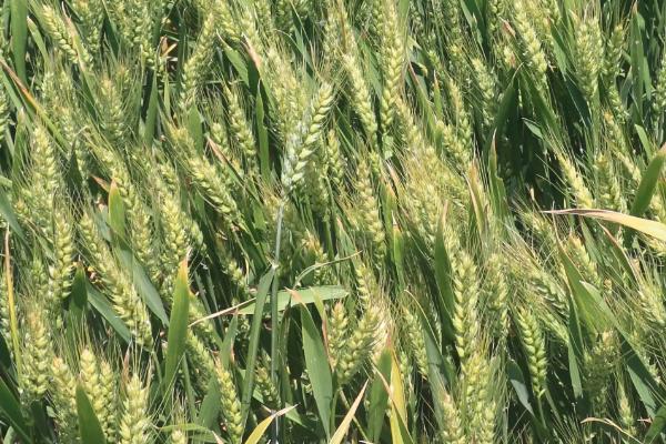 源麦6小麦品种简介，适宜播期为10月5日～20日
