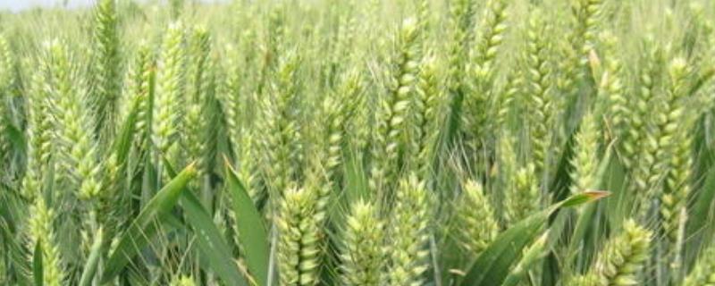 宁红麦618小麦种简介，每亩有效穗32.3万