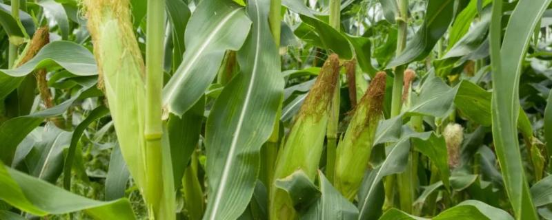 广甜205玉米种子介绍，田间表现高抗茎腐病