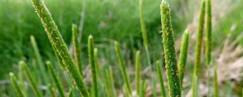 镇麦23小麦种子特征特性，自然发病鉴定中抗赤霉病