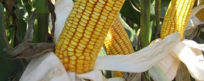 圳甜6号玉米种子介绍，春植生育期78天