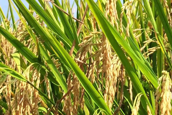 东红6号水稻品种的特性，高抗稻瘟病