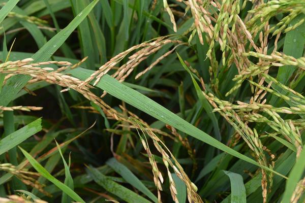 香禾优583水稻种子特征特性，高抗稻瘟病