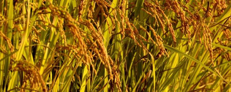 源苗占水稻种子简介，早造全生育期126～131天