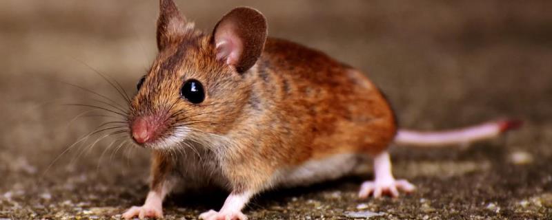 老鼠的繁殖能力强吗，一年四季都可以交配
