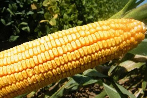 德单188玉米品种简介，高抗茎腐病