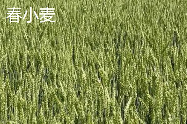 冬小麦和春小麦的区别，生长习性和播种时间均不同