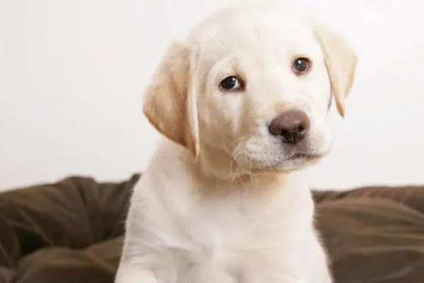狗狗肛门腺炎的症状，早期患犬表现出不断舔舐肛门