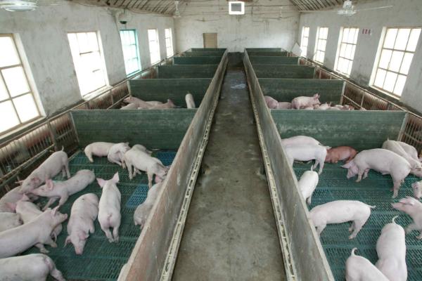 生猪的养殖技术，挑选体型匀称且无病无伤的猪仔