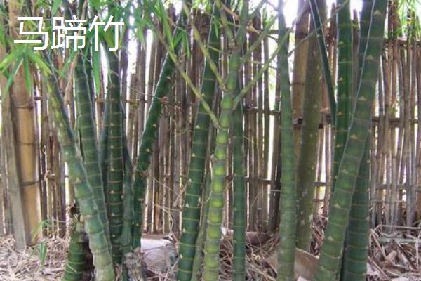 古田县的特产，古田香菇栽培历史悠久