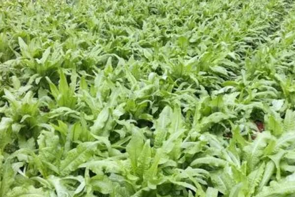 莴笋的种植技术，播种前需先把苗床浇湿浇透再播种