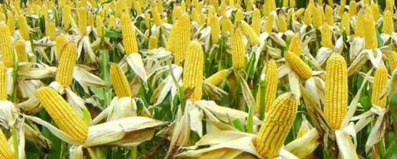 齐单6号玉米品种简介，东北华北春玉米区出苗至成熟127天