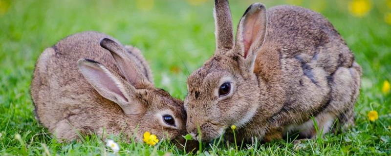 兔子怀孕到生产需要多少天，交配完成后一个月就会生下小兔子