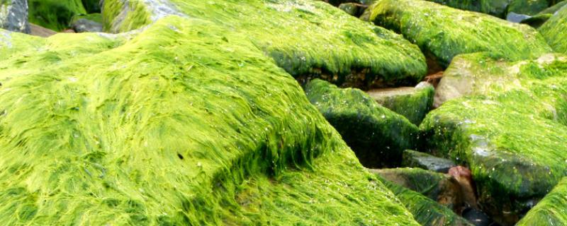 去除绿藻的方法，可人工清理或养鱼除藻等