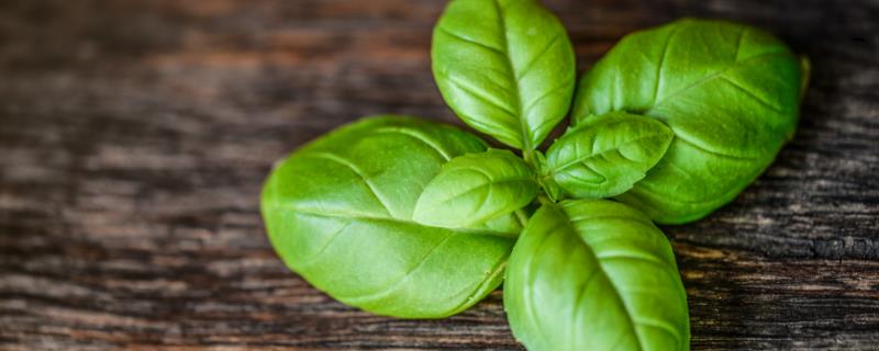 罗勒叶怎么食用，可以做菜也可以用来泡茶
