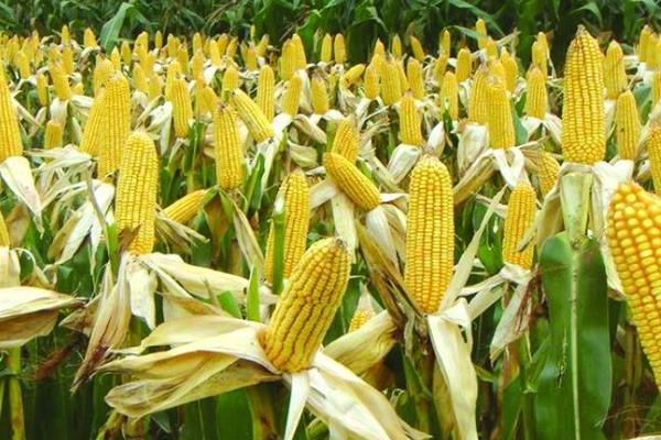 德单166玉米种子特征特性，中等肥力以上地块种植