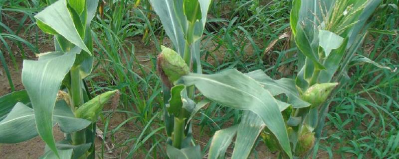 K1998玉米种简介，播种时一次性施足底肥
