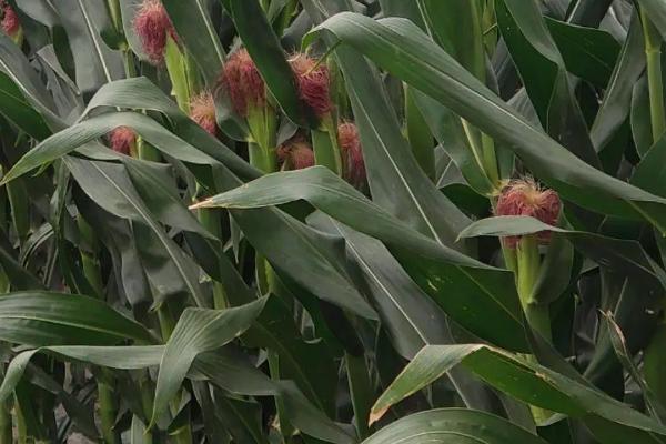 内秀10玉米品种的特性，5月下旬至6月中旬播种