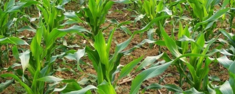 龙垦1755玉米种简介，选择中等以上肥力地块种植
